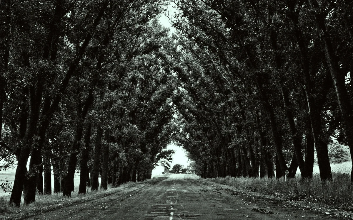 Forest Analog